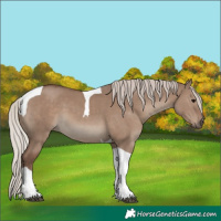 Horse Color:Silver Grullo Tobiano 
