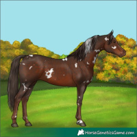 Horse Color:White Spotted Liver Chestnut 