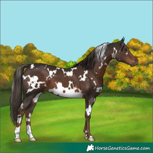 Horse Color:White Spotted Liver Chestnut 