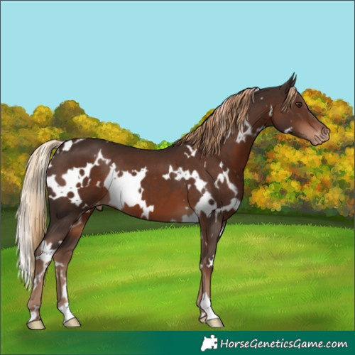 Horse Color:White Spotted Liver Chestnut Appaloosa 