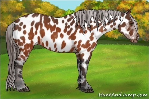 Horse Color:Brown Appaloosa  Brindle