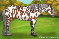 Horse Color:Brown Appaloosa  Brindle