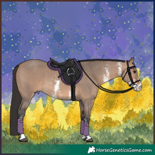 Horse Color:Brown Dun Sabino 