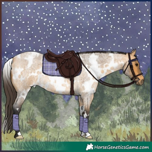 Horse Color:White Spotted Buckskin Roan 