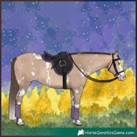 Horse Color:White Spotted Amber Champagne Splash 