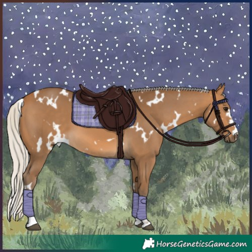 Horse Color:White Spotted Silver Buckskin 