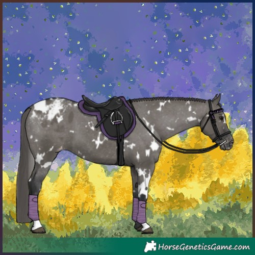 Horse Color:White Spotted Grullo Appaloosa 