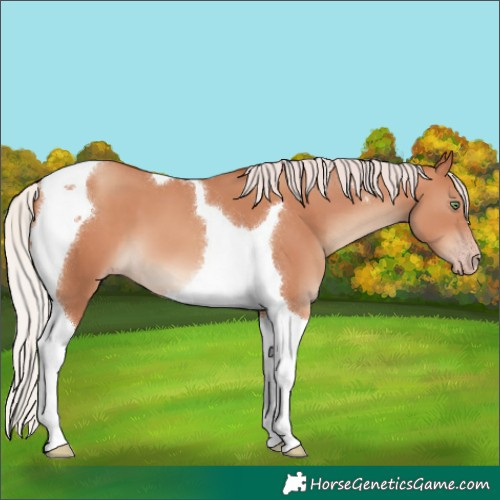 Horse Color:Silver Amber Champagne Tobiano 