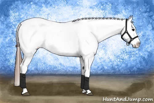 Horse Color:Brown Appaloosa  Brindle