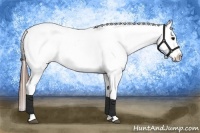 Horse Color:Brown Appaloosa  Brindle