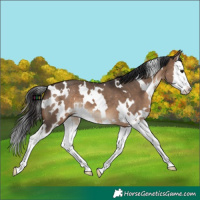 Horse Color:White Spotted Brown Dun Splash 