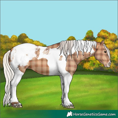 Horse Color:Plaid  Silver Bay Tobiano Appaloosa 