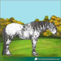 Horse Color:Black Sabino Appaloosa