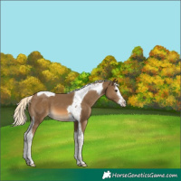 Horse Color:Chocolate Palomino Splash Tobiano 