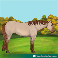 Horse Color:Red Dun 