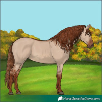 Horse Color:Red Dun 