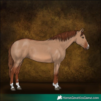 Horse Color:Red Dun