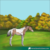 Horse Color:Sable Champagne Tobiano 
