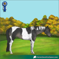 Horse Color:Black Tobiano 