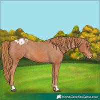 Horse Color:Chestnut Blanket 