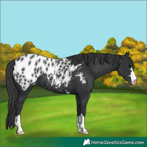 Horse Color:Black Blanket 