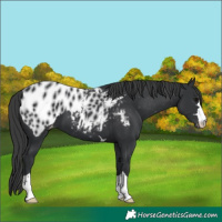 Horse Color:Black Appaloosa 