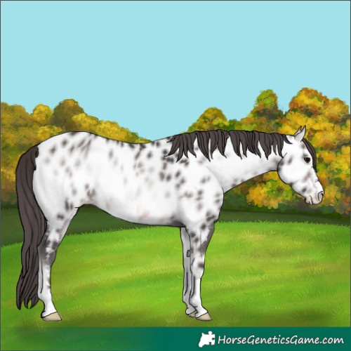 Horse Color:Platinum Buckskin Onyx Near Leopard 