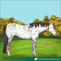 Horse Color:Platinum Buckskin Onyx Near Leopard 