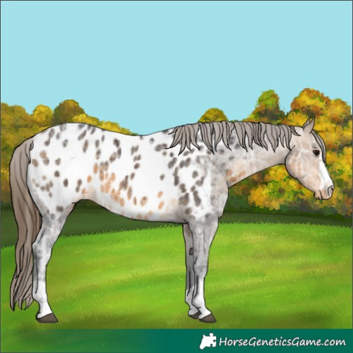Horse Color:Buckskin Ice Appaloosa 