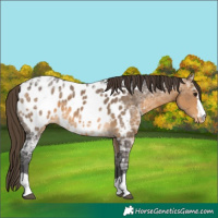 Horse Color:Buckskin Ice Appaloosa 