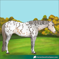 Horse Color:Buckskin Ice Appaloosa 