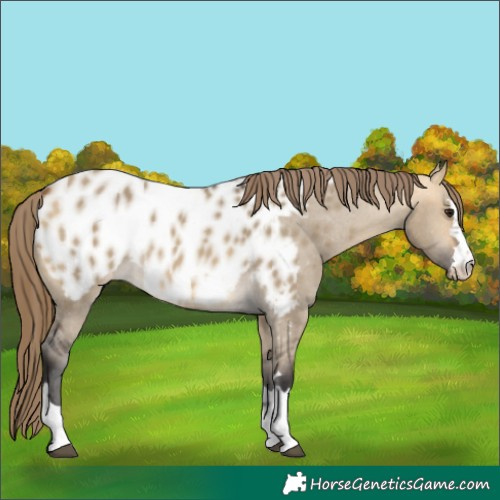 Horse Color:Buckskin Dun Appaloosa 
