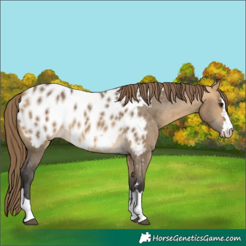 Horse Color:Buckskin Dun Appaloosa 