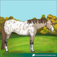 Horse Color:Buckskin Dun Near Leopard