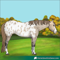 Horse Color:Buckskin Dun Appaloosa 