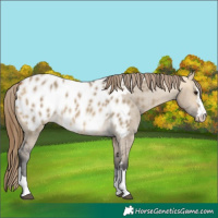 Horse Color:Buckskin Dun Appaloosa 