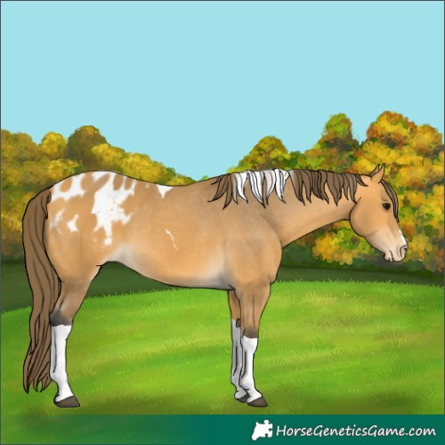 Horse Color:Buckskin Tobiano Appaloosa 