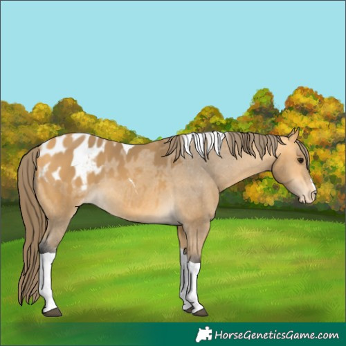 Horse Color:Buckskin Tobiano Appaloosa 