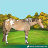 Horse Color:Buckskin Tobiano Appaloosa 