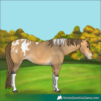 Horse Color:Buckskin Tobiano Blanket 