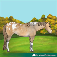 Horse Color:Buckskin Tobiano Blanket