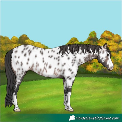 Horse Color:Platinum Brown Appaloosa 