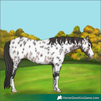 Horse Color:Platinum Brown Appaloosa