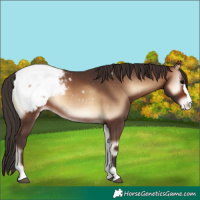 Horse Color:Brown Onyx Snowcap