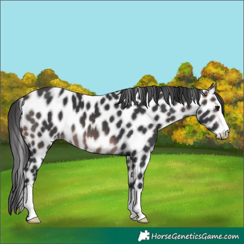 Horse Color:Platinum Brown Appaloosa 