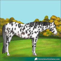 Horse Color:Platinum Brown Appaloosa 