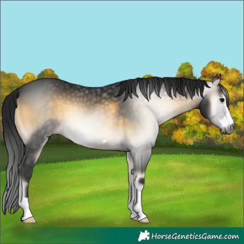 Horse Color:Gray Buckskin Onyx 