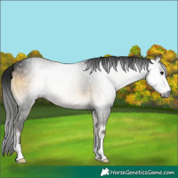 Horse Color:Gray Buckskin Onyx 