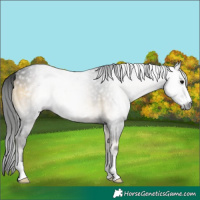 Horse Color:Gray Buckskin Onyx 