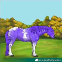 Horse Color:Watercolor Black Tobiano Appaloosa 